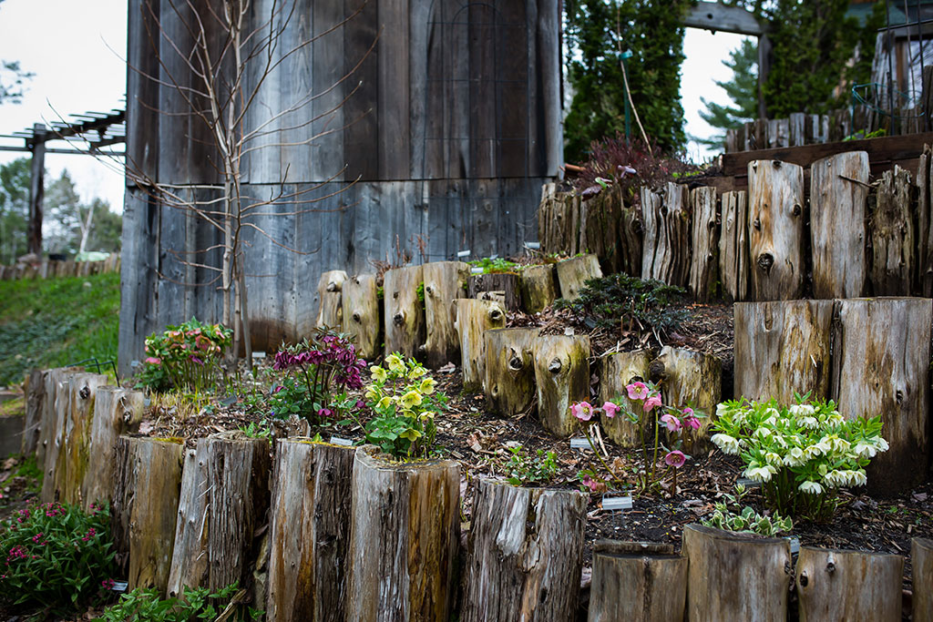 Planting hellebores