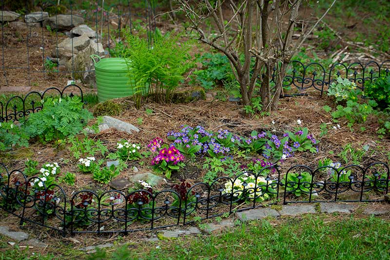 Primevères dans le jardin