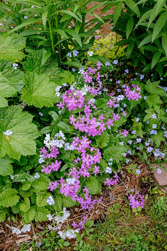 Primula sieboldii