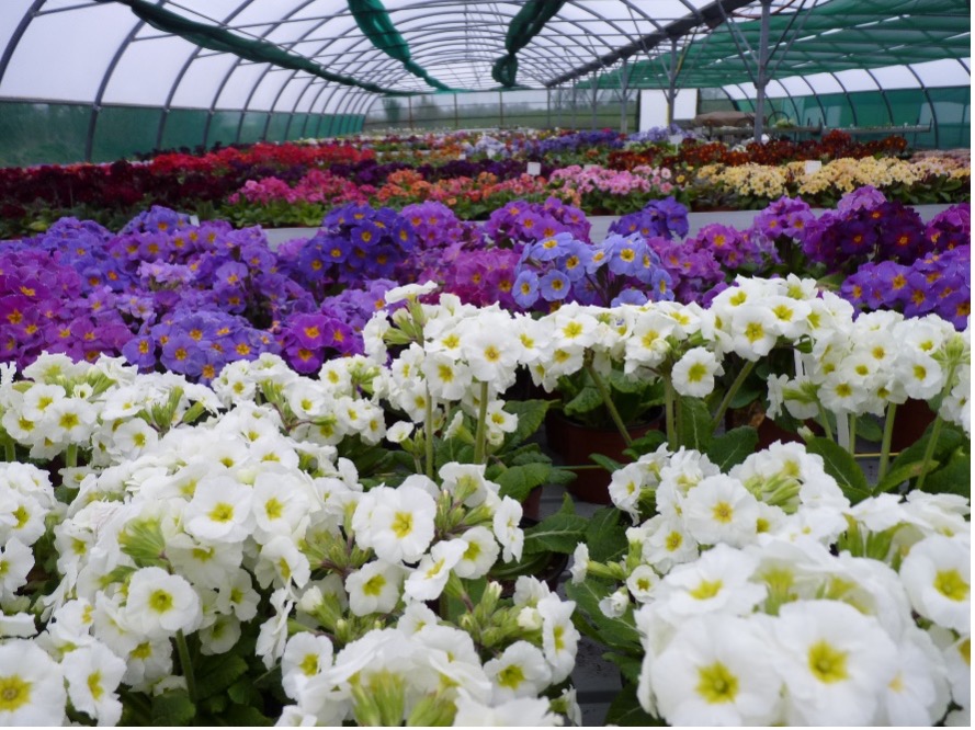 Barnhaven Primroses