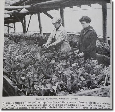 Pollinisation chez Barnhaven