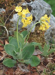 The origins of the auricula