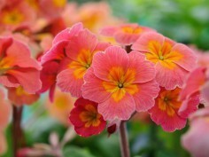 Barnhaven Polyanthus