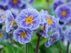 Polyanthus Victoriennes