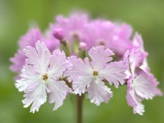 Primula sieboldii