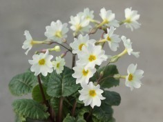 Primula juliae-Hybriden