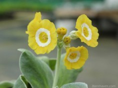 Show Self Auriculas