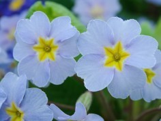 Acaulis primroses