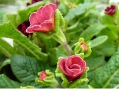 Enthusiast's Primroses