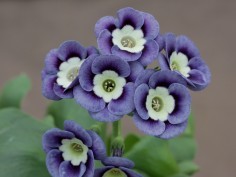 Alpine Auriculas