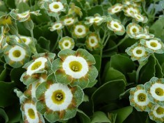 Show Fancy Auriculas