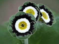 Show Edged auriculas