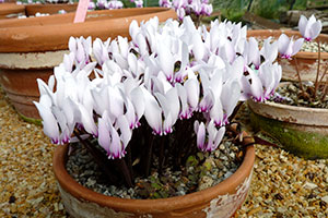 cyclamen