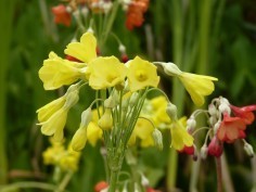 Primulas à cloches