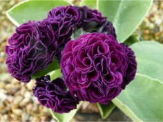 Double Auriculas