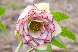 hellebores