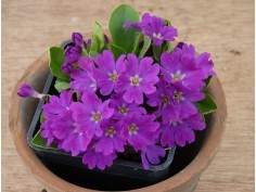 Primula allionii und Hybriden