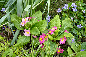 primula