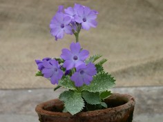 Primula marginata und Hybriden