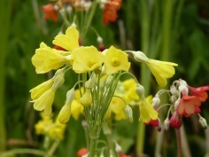 Primulas à cloches