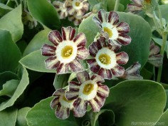 Striped Auriculas