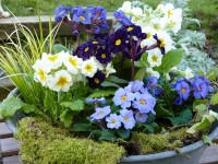 Primroses